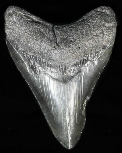 Serrated, Fossil Megalodon Tooth #57470